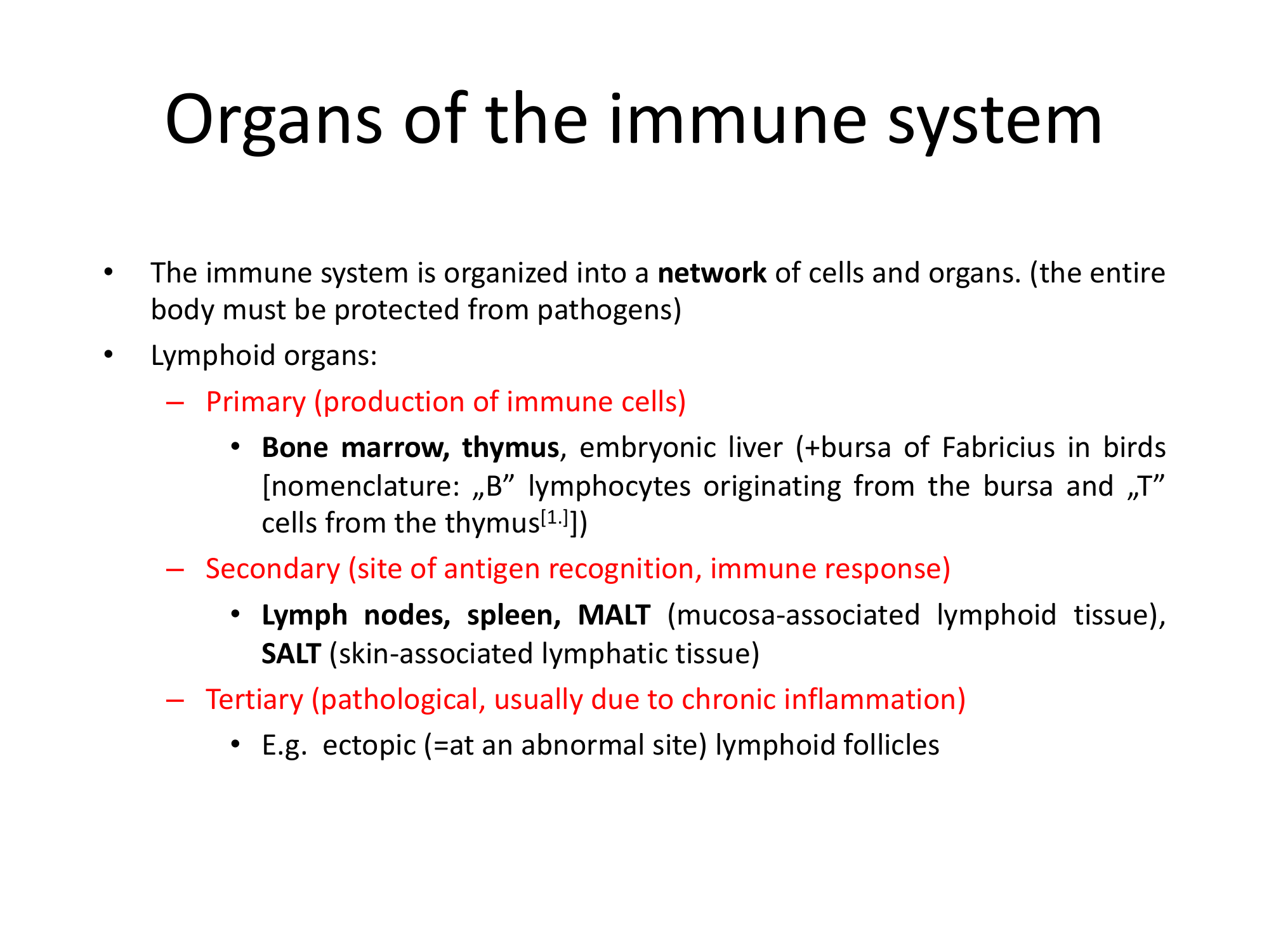 Before: Original slide 11 — text list of lymphoid organs