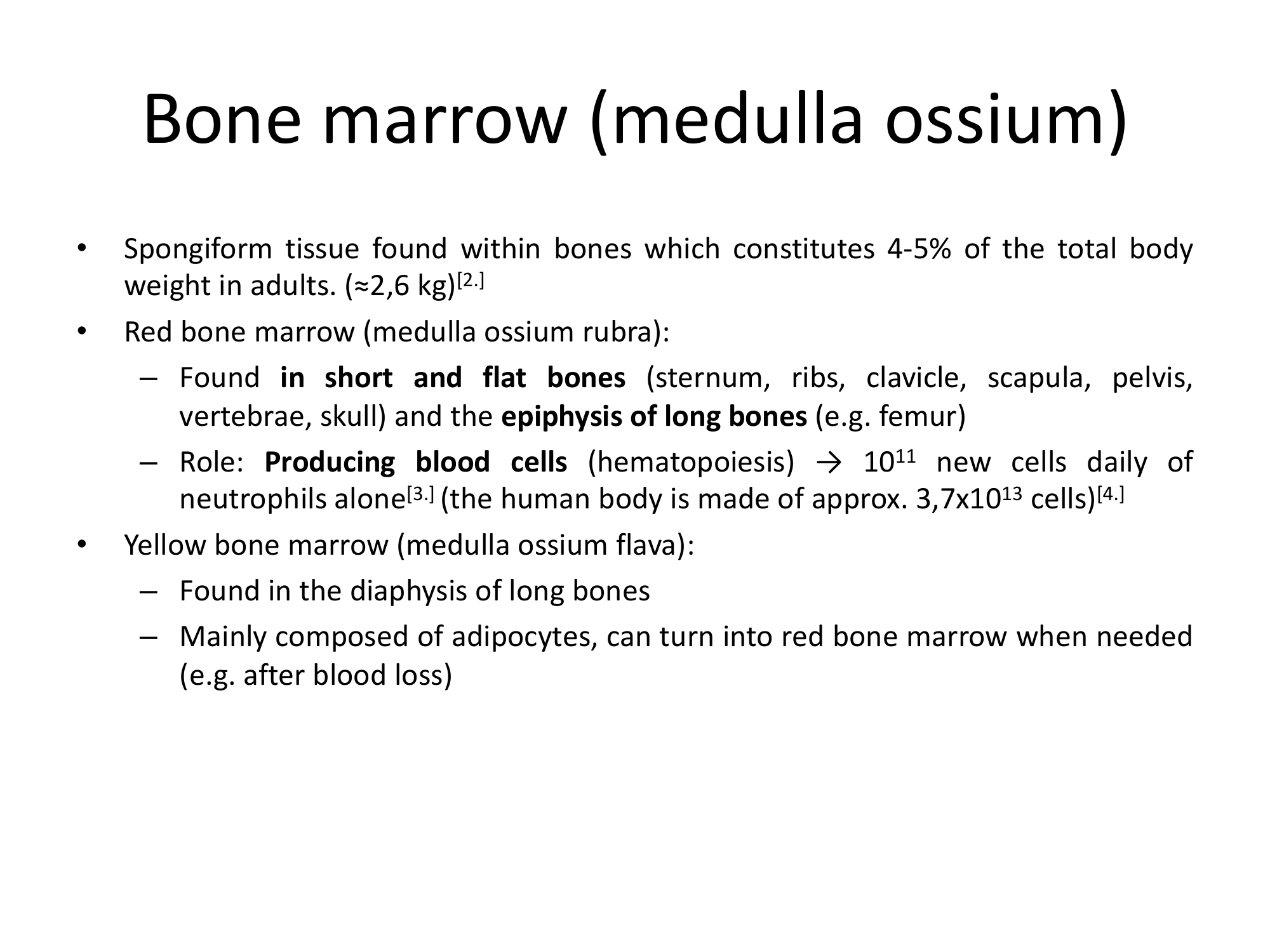Before: Original slide 13 — text about bone marrow types