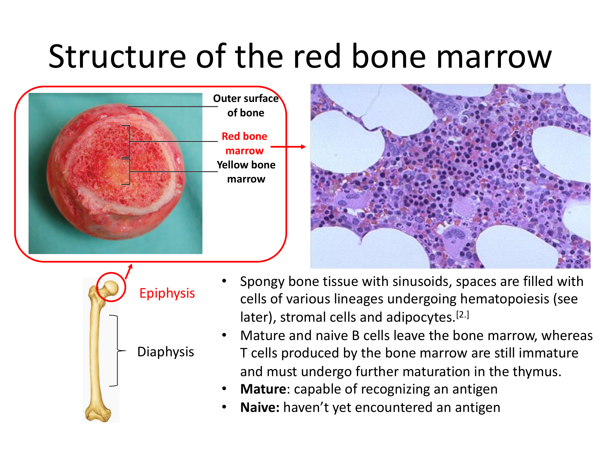 Before: Original slide 14 — microscopy and bone diagram of red marrow