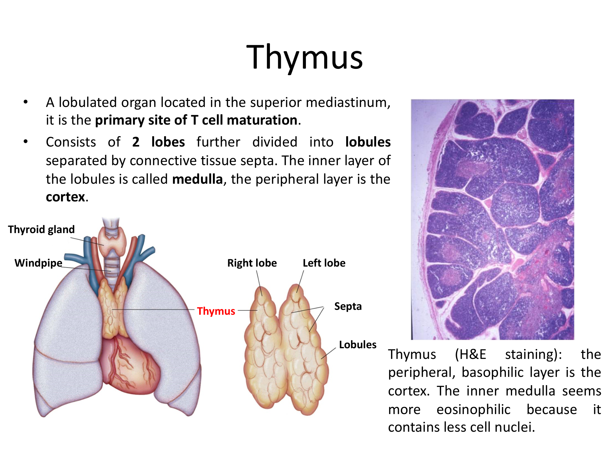 Before: Original slide 16 — thymus illustration and H&E microscopy