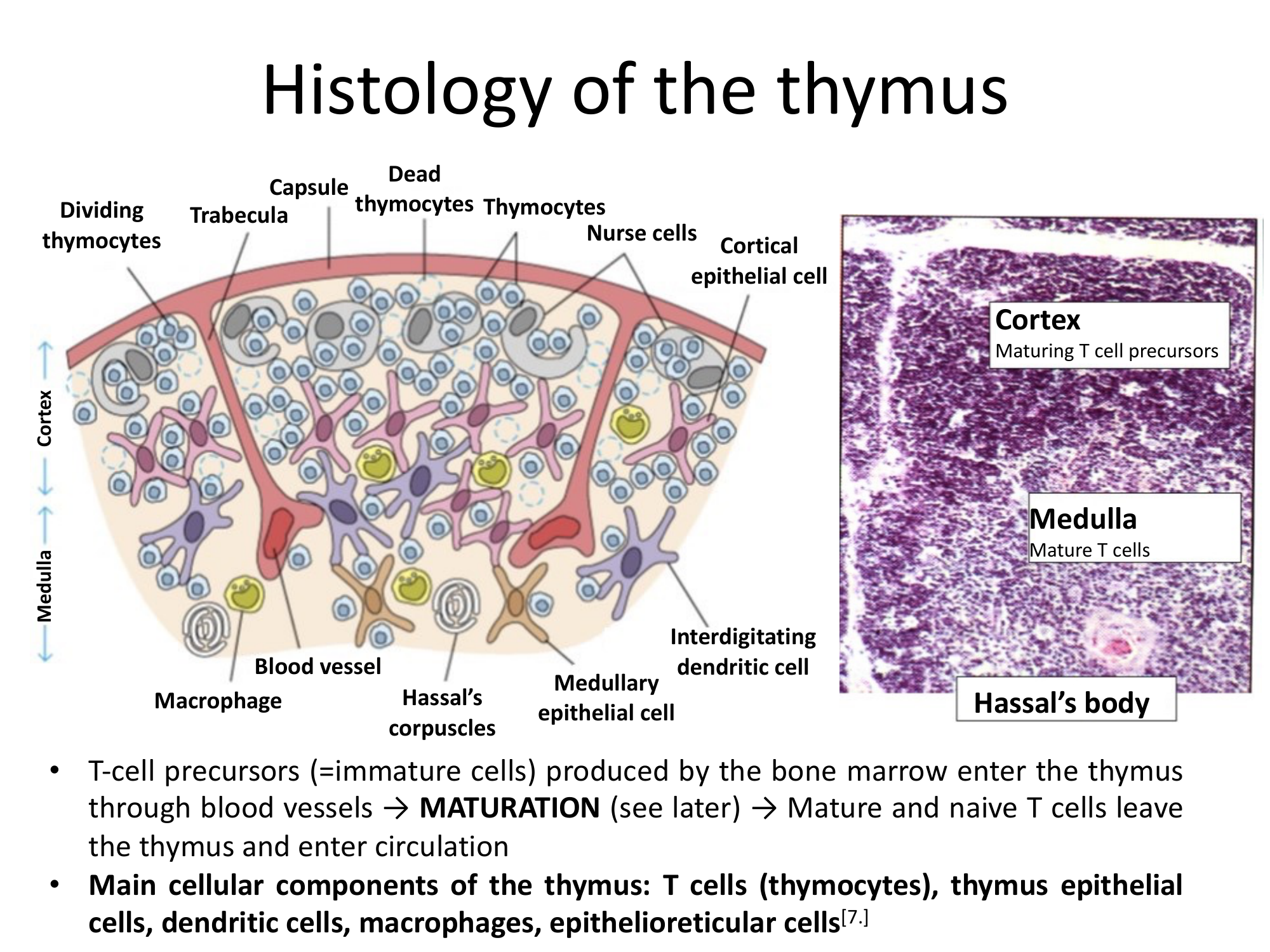Before: Original slide 17 — thymus cross-section with cell labels