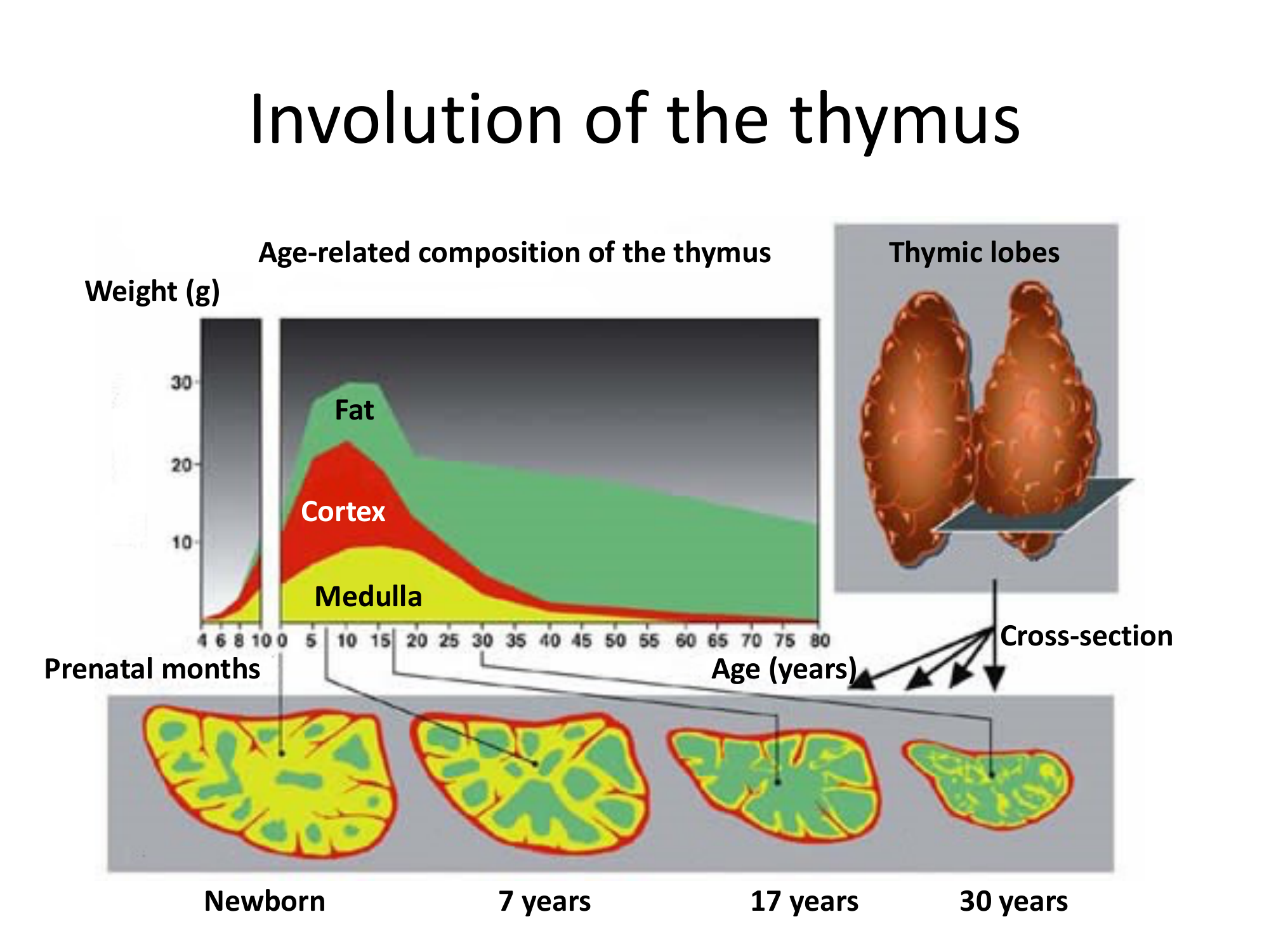 Before: Original slide 18 — thymus involution chart and cross-sections