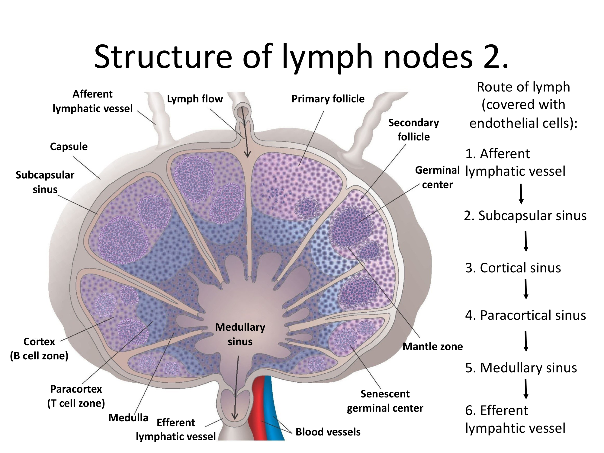 Before: Original slide 22 — detailed lymph node cross-section