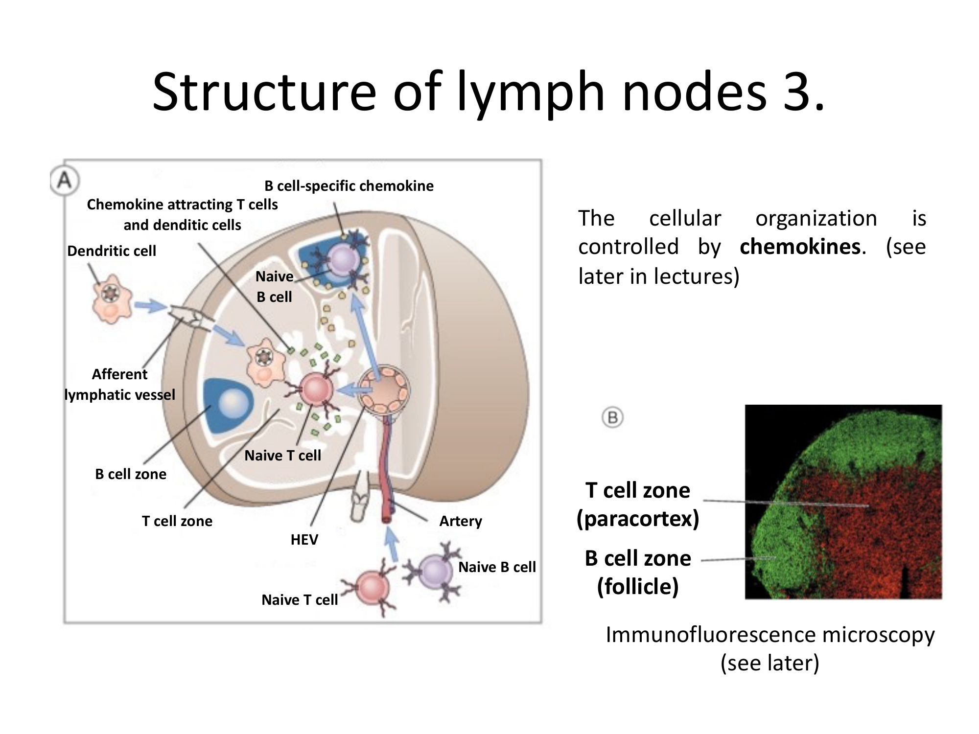 Before: Original slide 23 — chemokine diagram and immunofluorescence