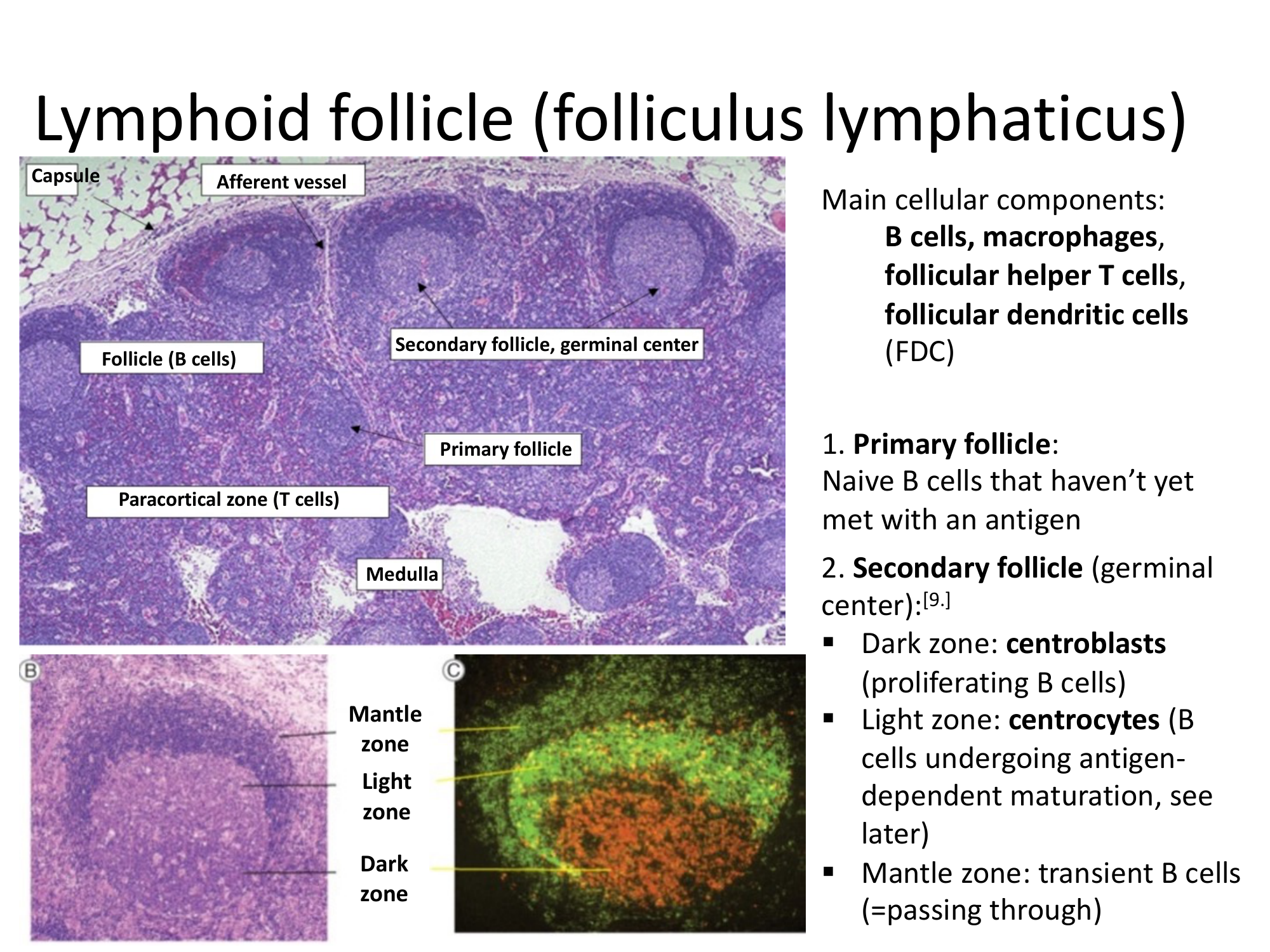 Before: Original slide 24 — germinal center histology