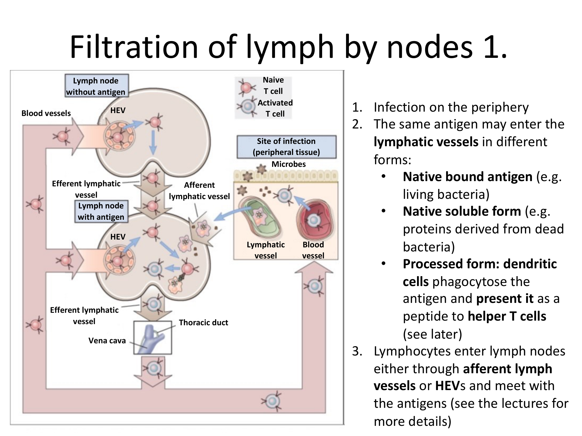 Before: Original slide 26 — lymph filtration process diagram