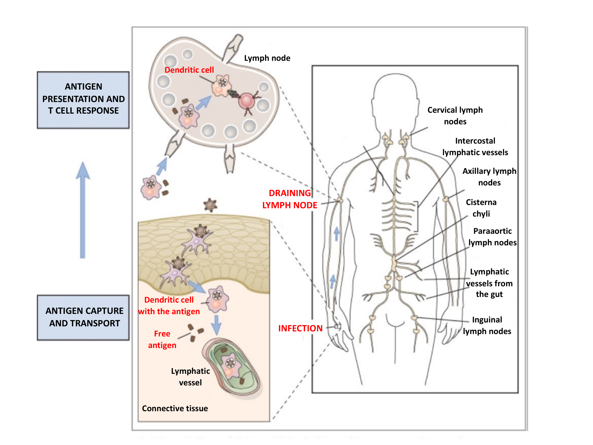 Before: Original slide 27 — antigen capture and transport diagram