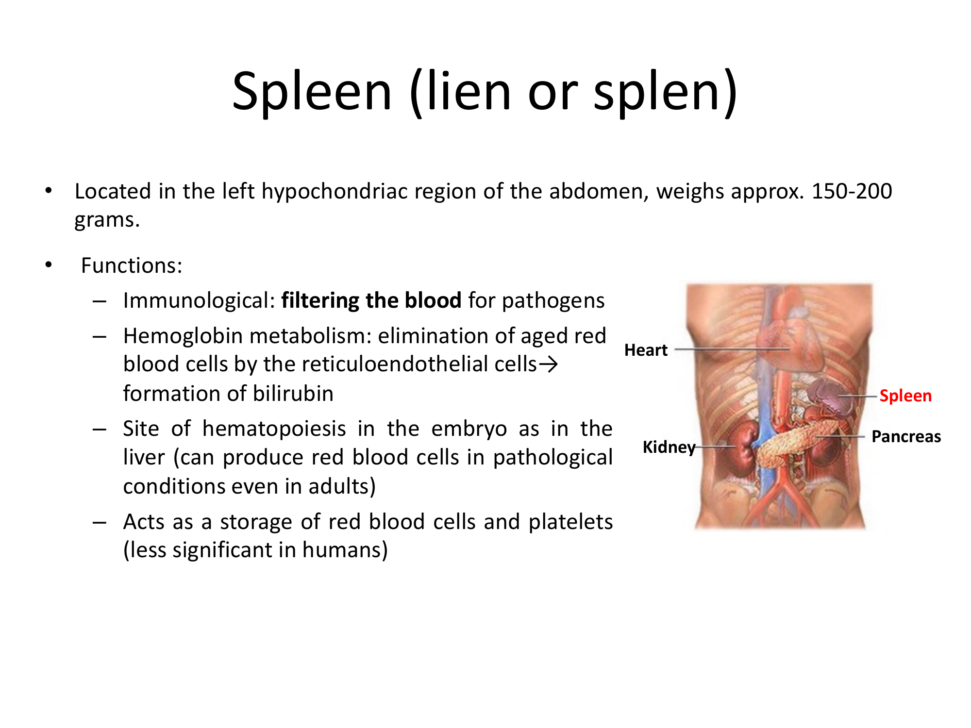 Before: Original slide 28 — spleen function list and anatomy