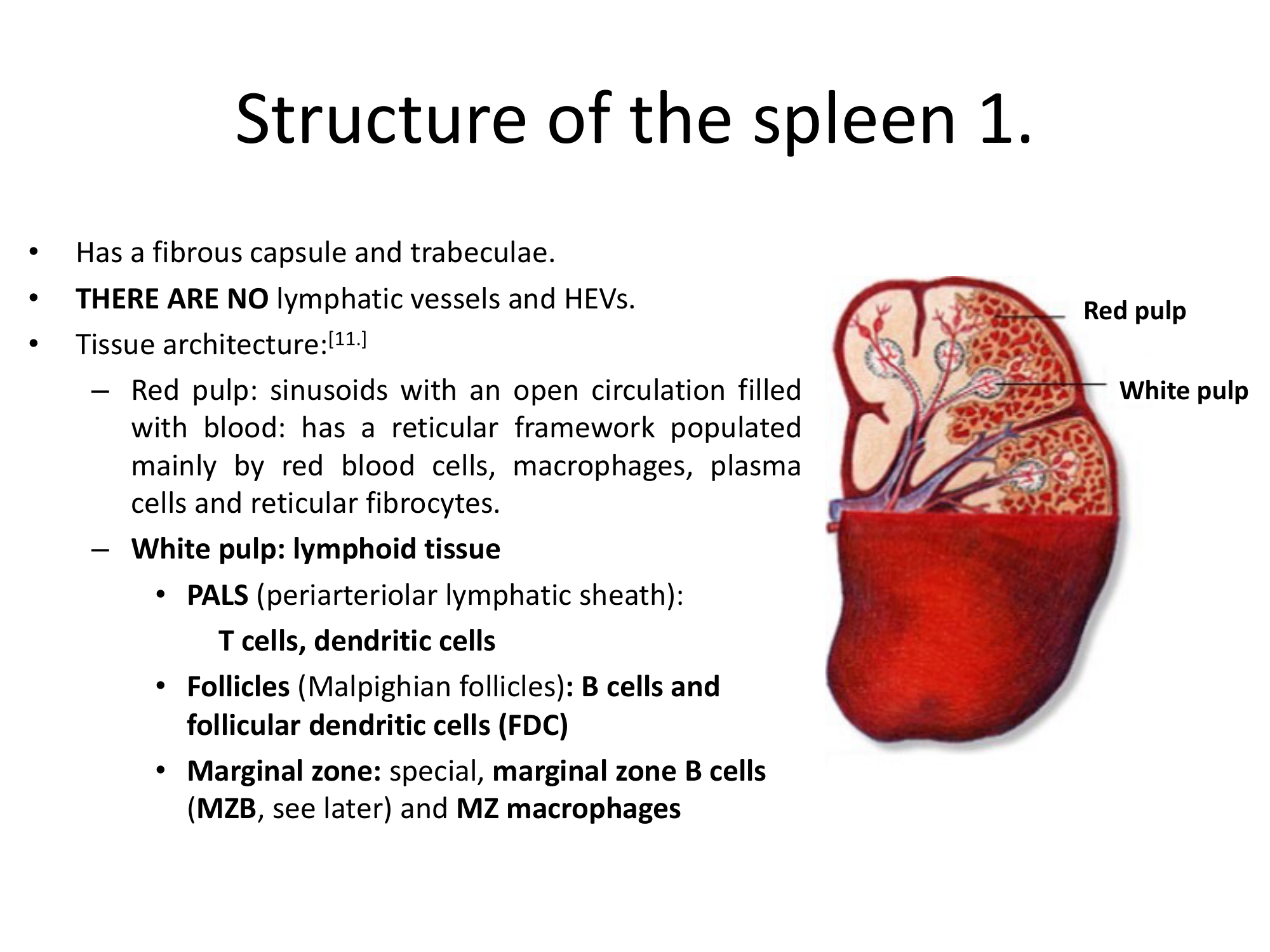 Before: Original slide 29 — spleen tissue architecture diagram