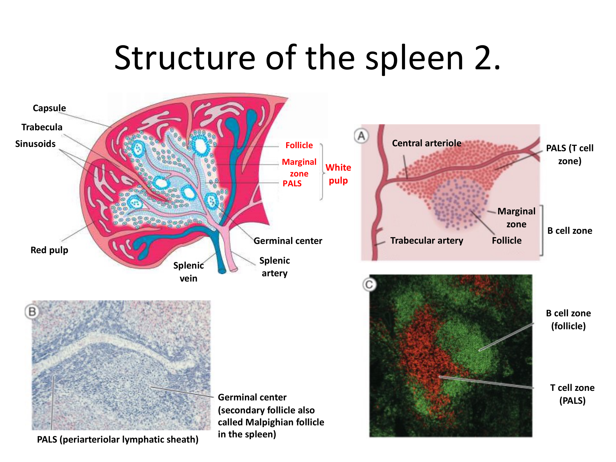 Before: Original slide 30 — spleen microscopy and immunofluorescence