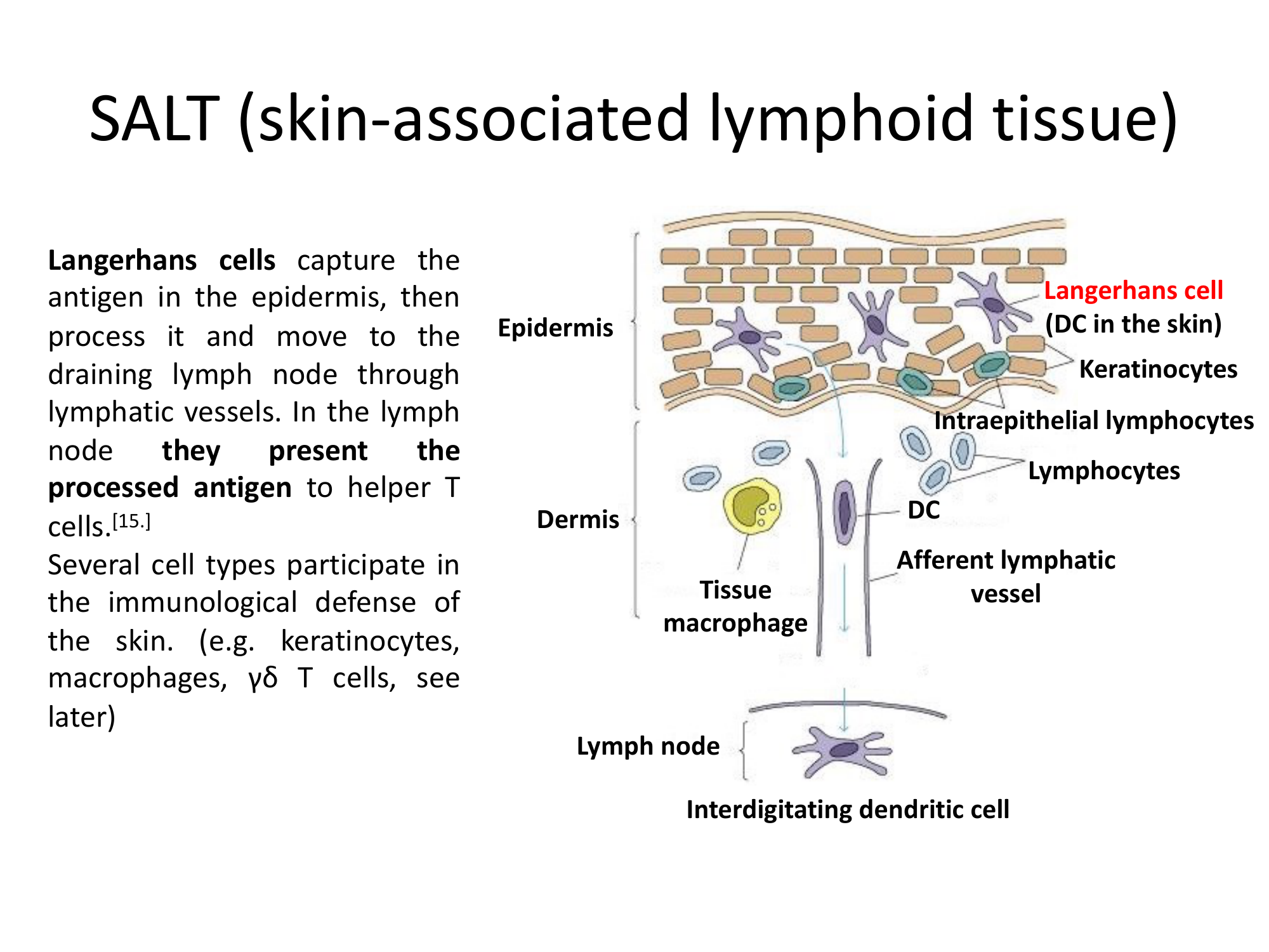 Before: Original slide 35 — skin layers with immune cells