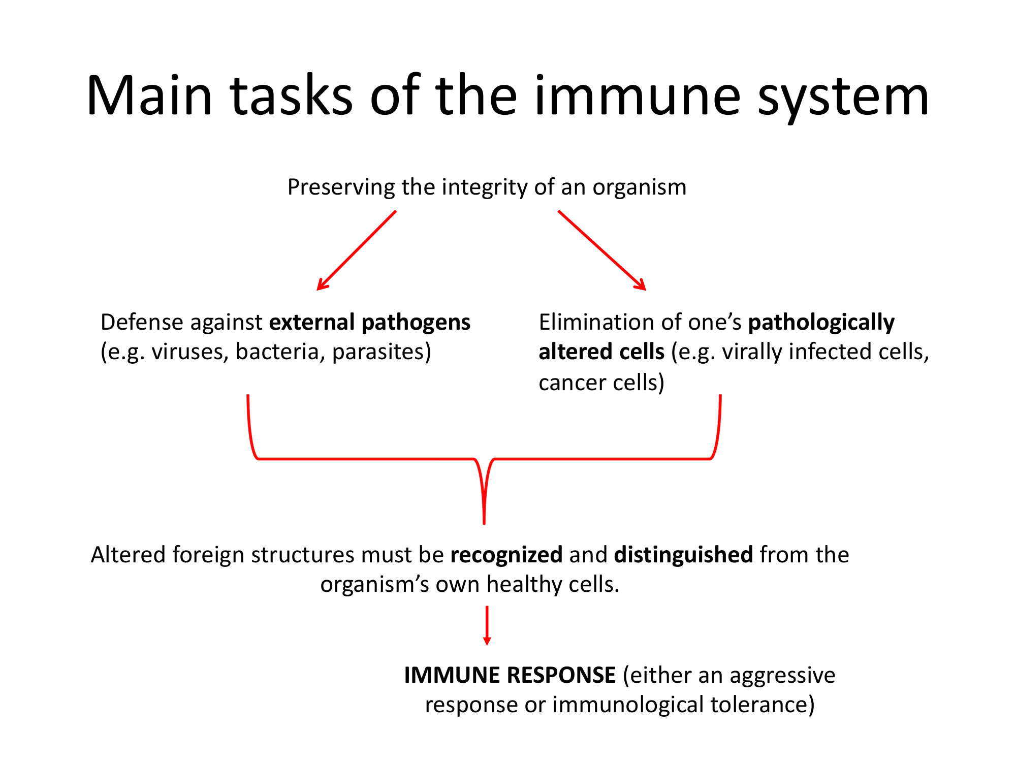 Before: Original slide 8 — basic immune system flowchart