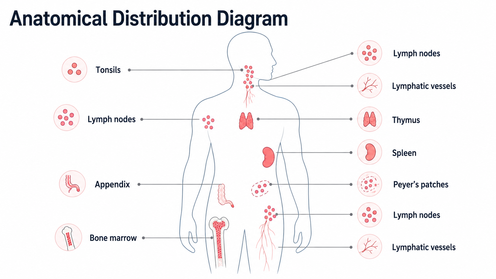 After: Redesigned slide 12 with AI-generated anatomical illustration