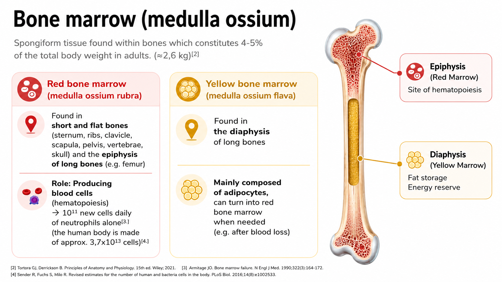 After: Redesigned slide 13 with AI-generated bone marrow cross-section