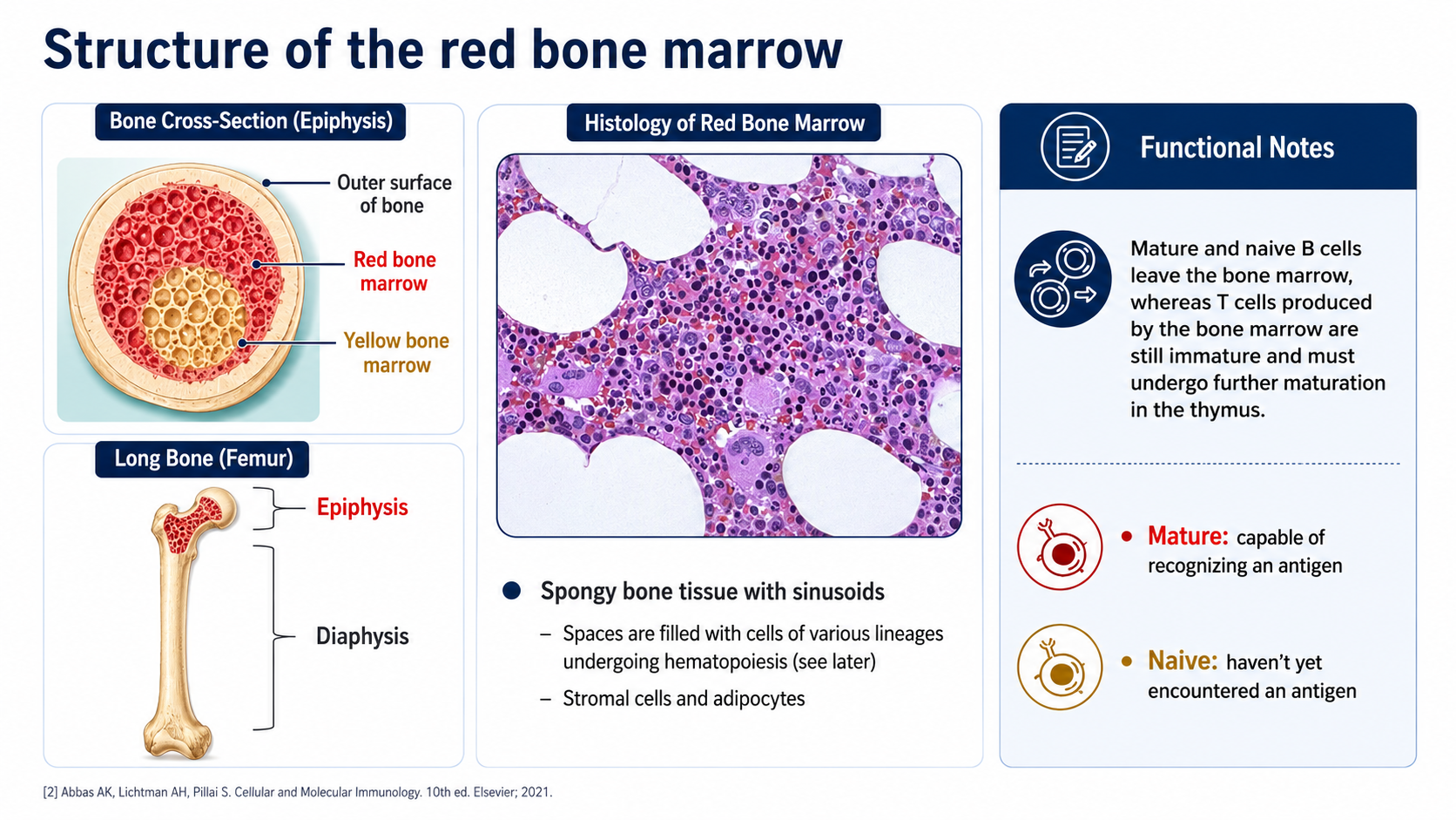 After: Redesigned slide 14 with integrated AI anatomical cross-section