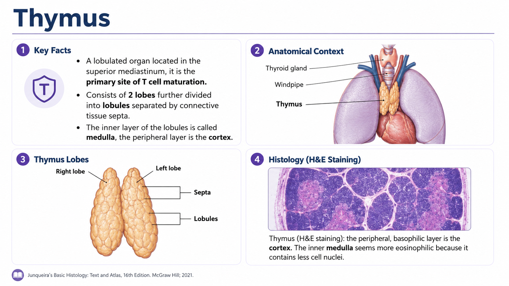 After: Redesigned slide 16 with AI-generated thymus illustration
