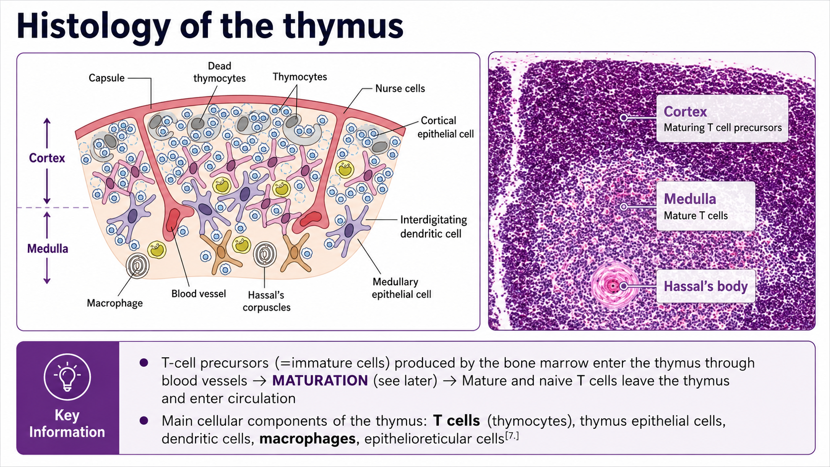 After: Redesigned slide 17 with AI-generated thymus histology diagram
