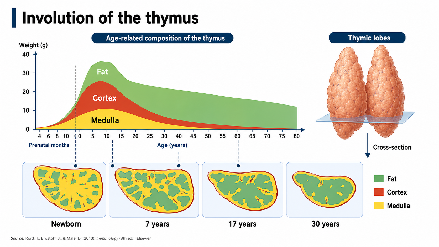 After: Redesigned slide 18 with timeline of thymus involution