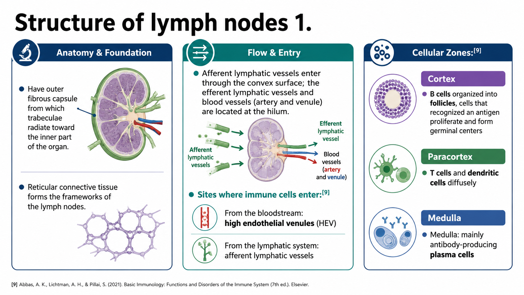 After: Redesigned slide 21 with AI-generated lymph node zone diagram