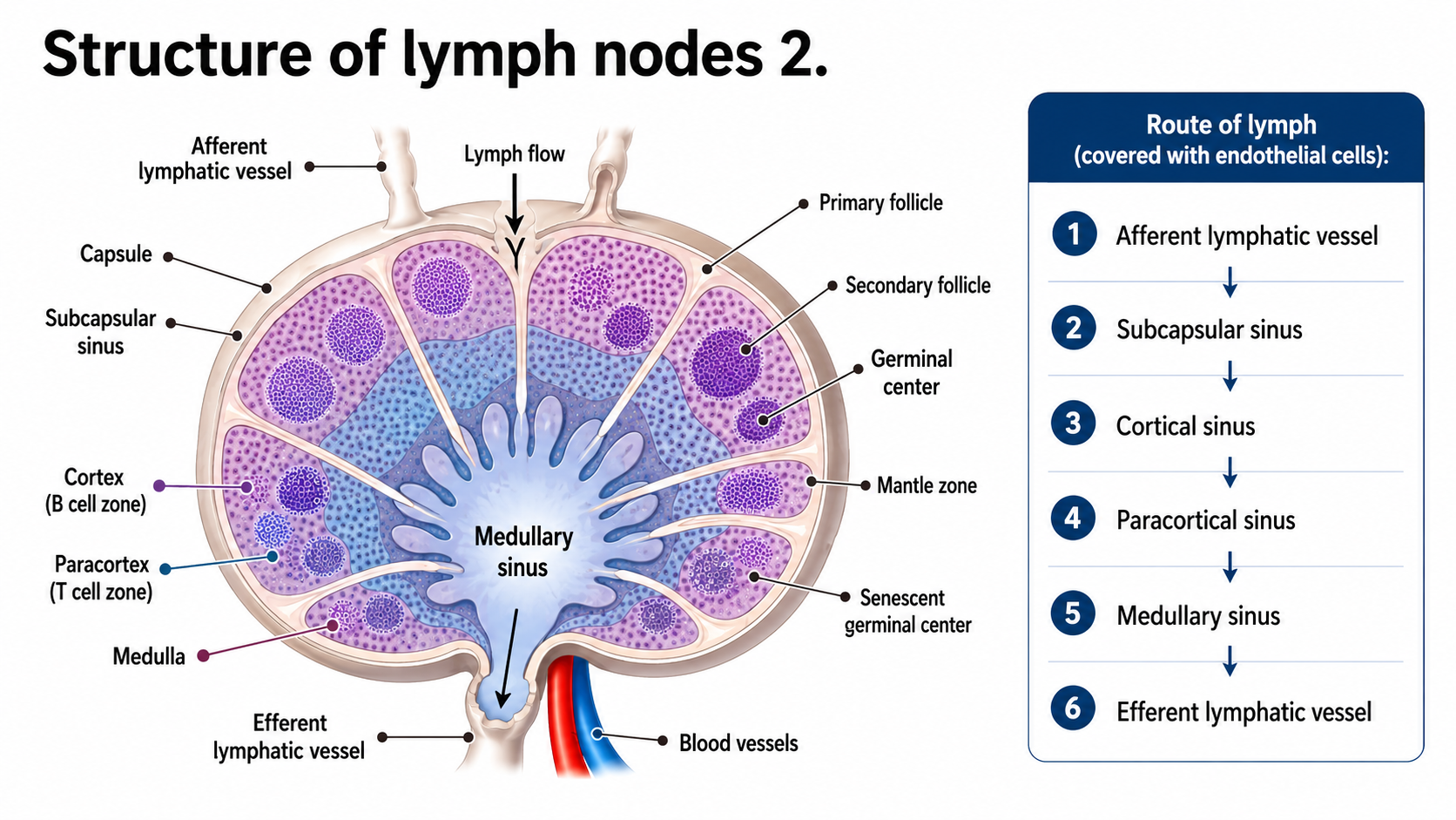 After: Redesigned slide 22 with AI-generated lymph node cross-section