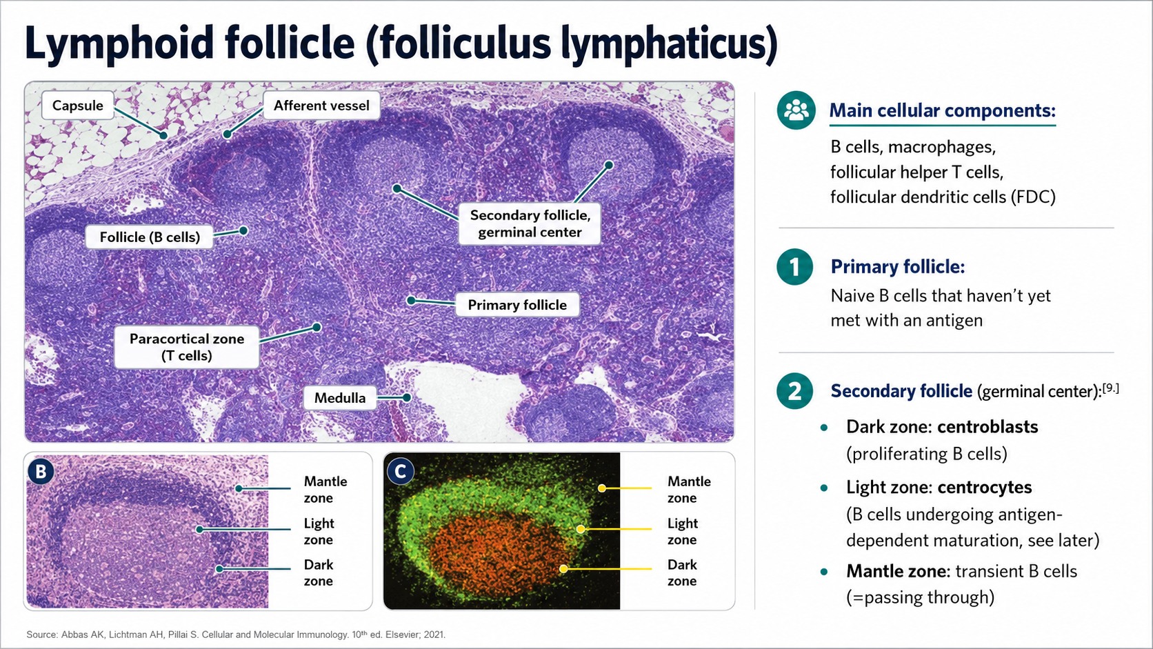After: Redesigned slide 24 with AI-generated follicle cross-section