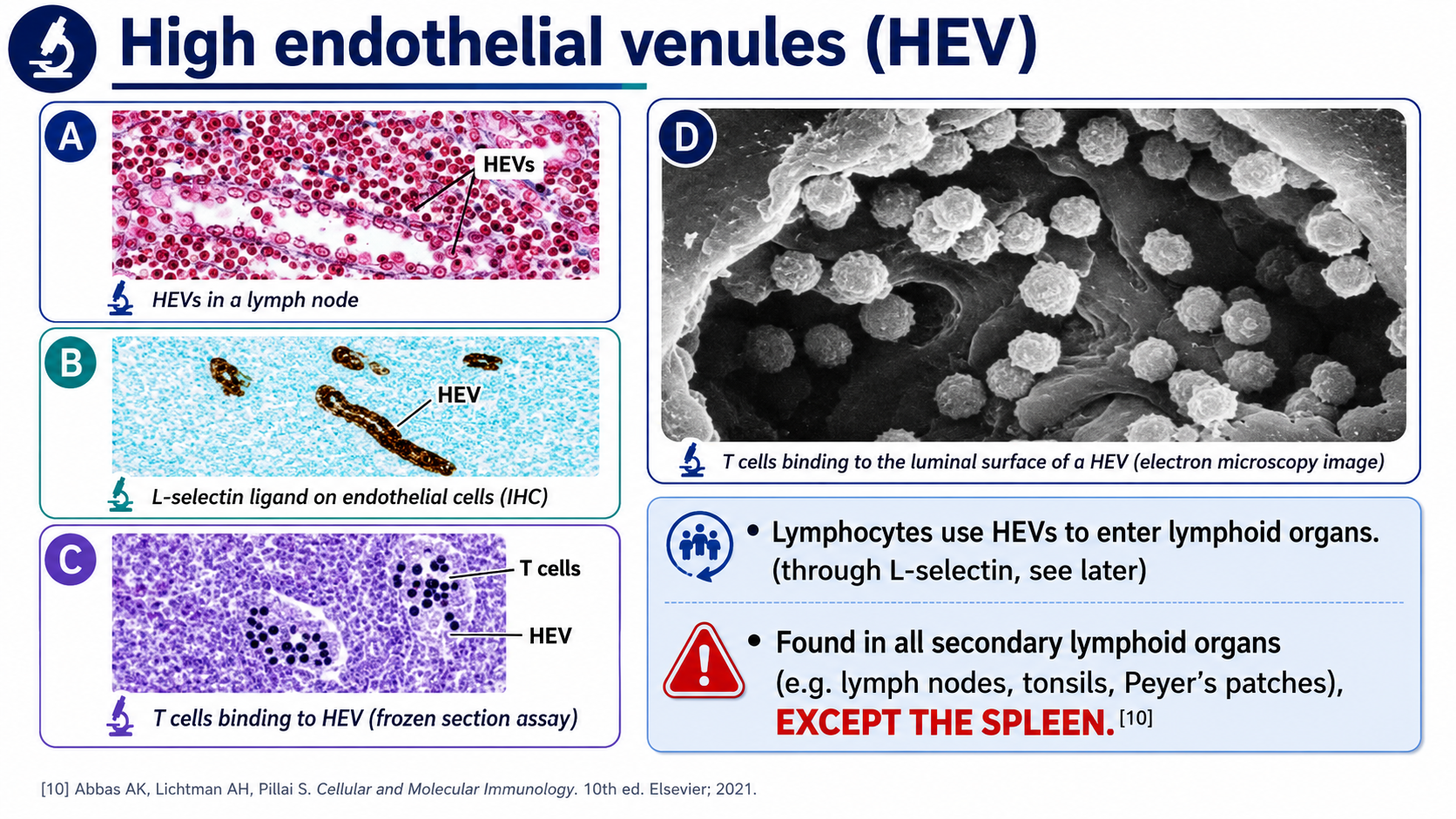 After: Redesigned slide 25 with organized HEV microscopy panel
