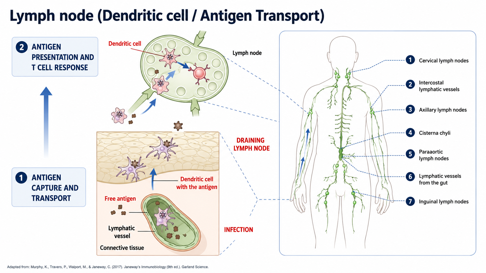 After: Redesigned slide 27 with step-by-step AI antigen capture diagram