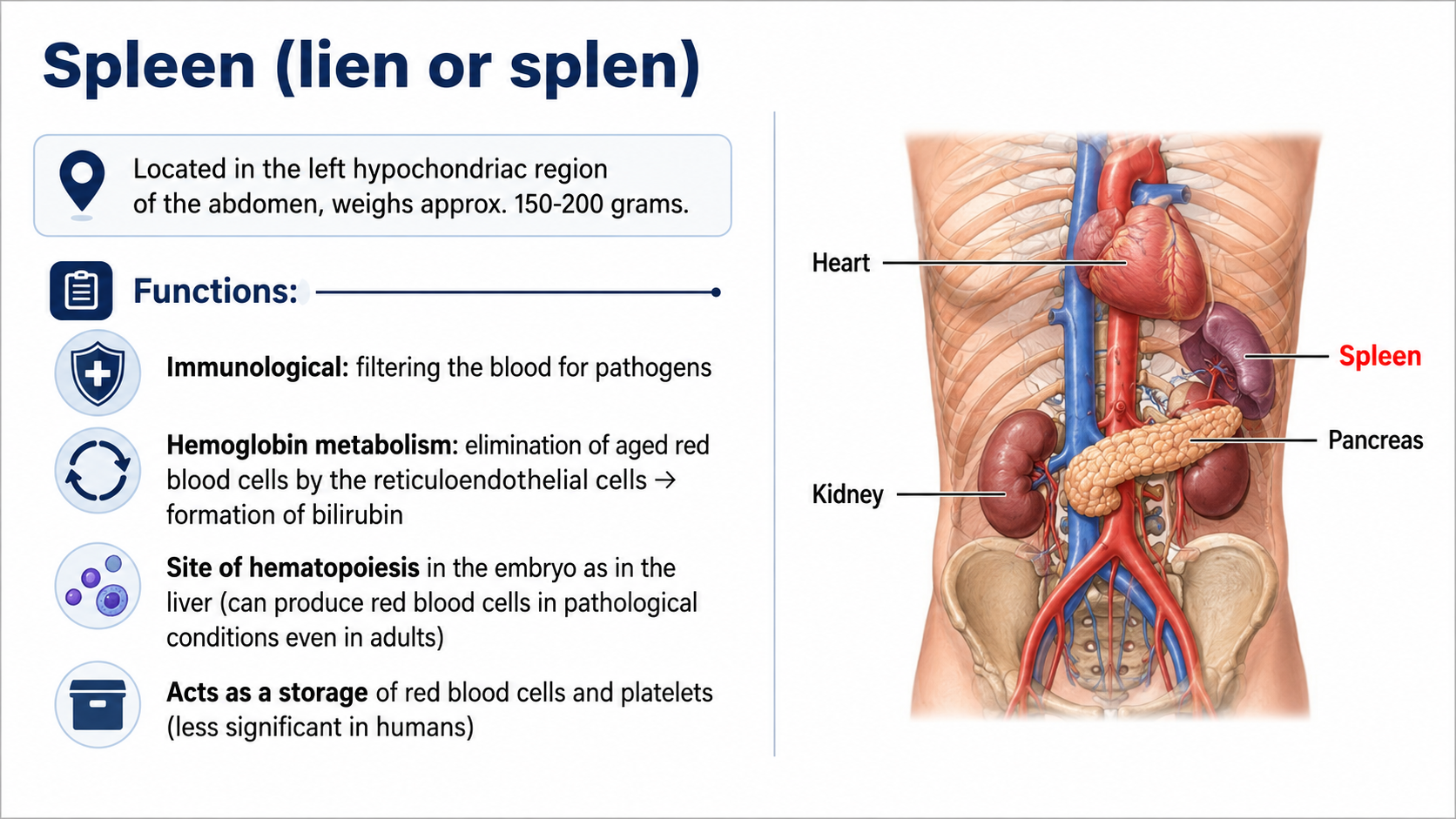 After: Redesigned slide 28 with AI-generated spleen anatomy illustration