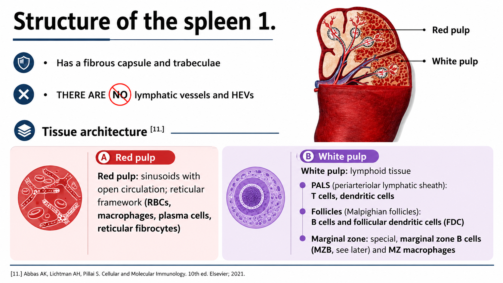 After: Redesigned slide 29 with AI-generated splenic tissue cross-section