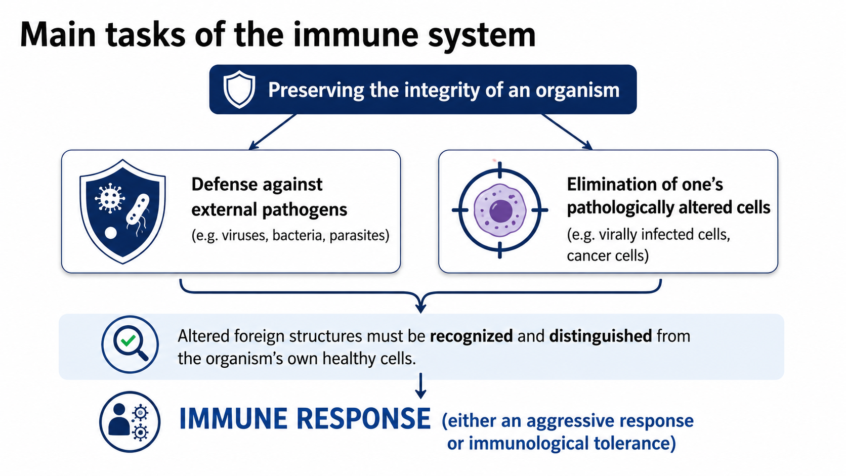 After: Redesigned slide 8 with color-coded immune process diagram